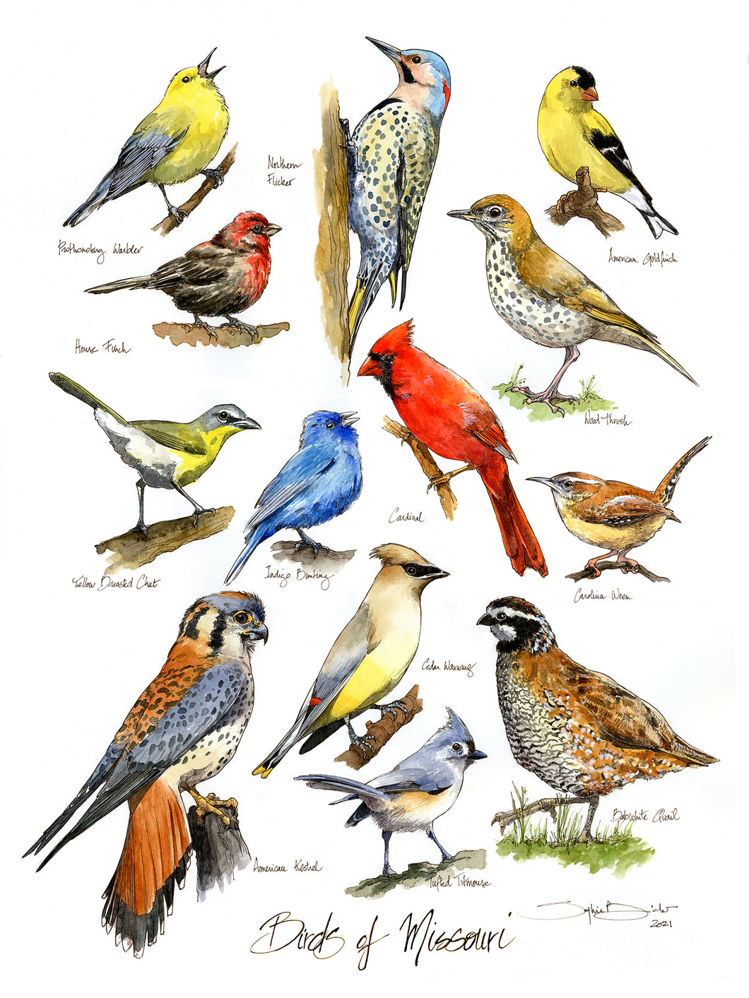 BIRDS OF MISSOURI - Signed Print