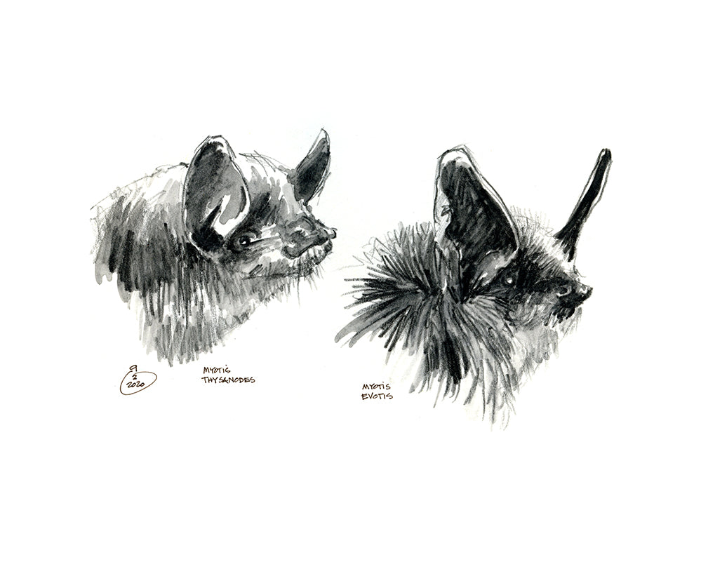 Bat Portraits
