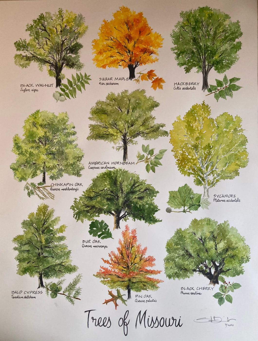 TREES OF MISSOURI - Signed Print
